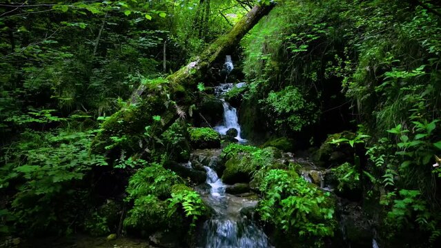 Discovery View Into Wild Mountains Water Stream With Lush Vegetation and All Riverbed Covered in Green Moss - Drinkable Water  Mountain Forest Water Stream 4K Video with HQ Sound of Water and Birds 