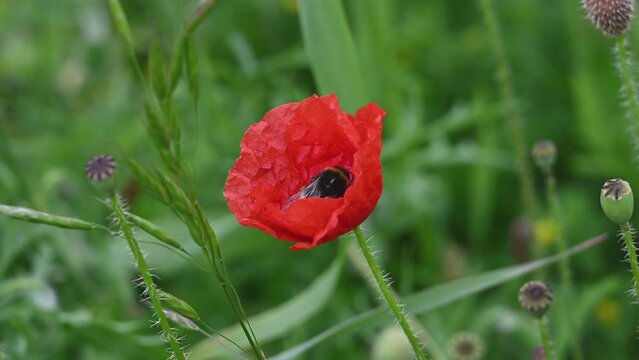 Bumble Bee flying away after pollinating a red Poppy (Papaver rhoeas) in the margin of a barley field. June, Kent, UK [Slow motion x5]