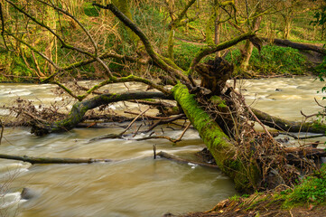 Fallen Tree into the River Blyth, at Humford Woods in Bedlington Country Park, Northumberland which...