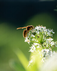 insect spreading pollen while collecting nectar