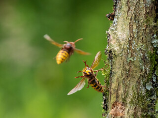 Hornisse (Vespa crabro)