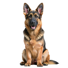 German Sheperd with 7 months old. Dog portrait isolated