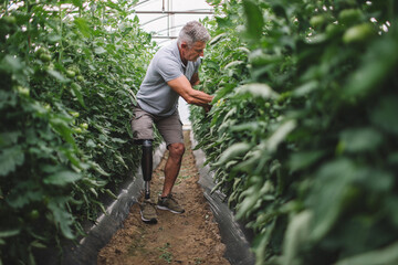 Determined amputee  with his prosthetic leg efficiently cultivates tomatoes in a greenhouse
