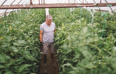 Determined amputee in tomato plant greenhouse