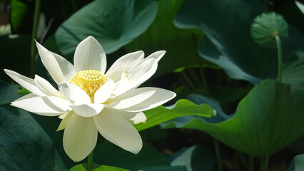 LOTUS
