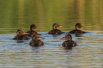 Baby mallards swimming