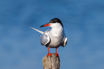Common tern standing on a pole