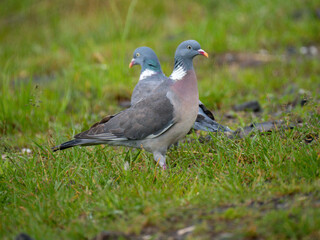 Ringeltaube (Columba palumbus)