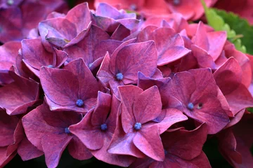 Fotobehang Fluor Roze アジサイ  © kosumi