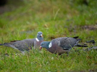 Ringeltaube (Columba palumbus)