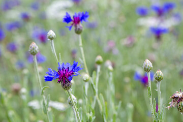 Centaurea depressa or Cyanus depressus The natural range of this species is from Turkey to Central Asia and the Western Himalaya.