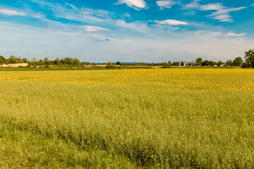 Summer view near Moos, Deggendorf, Bavaria, Germany