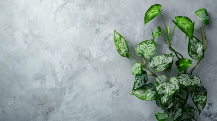 Elegant Syngonium vine plant on gray backdrop Blank white wall with space for text