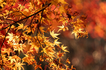紅葉したモミジ