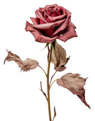 PNG Flower plant rose inflorescence.