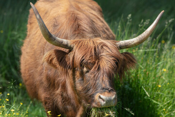 Scottish highlander cow