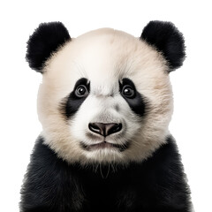 Naklejka premium portrait of sad panda on white background