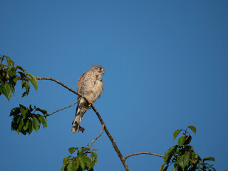 Turmfalke (Falco tinnunculus)