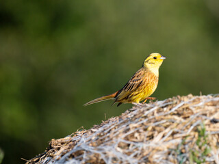 Goldammer (Emberiza citrinella)