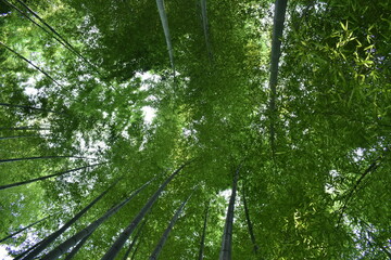 Fototapeta premium 日本の竹のある景色