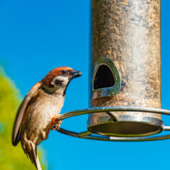 Naklejka premium Passer montanus, tree sparrow, at a bird feeder on a sunny summer day