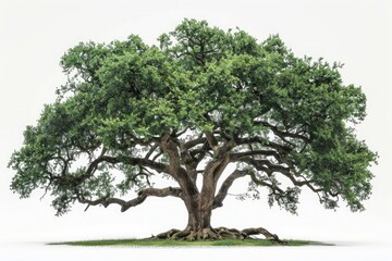 An imposing oak tree towering against a white backdrop
