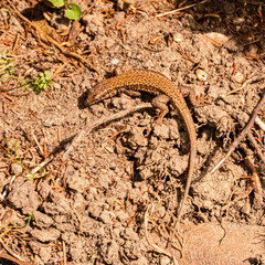 Macro of Podarcis siculus, italian wall lizard, on a sunny summer day