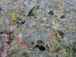 multi-colored moss on a stone