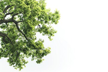 Obraz premium An oak tree with lush green foliage and vibrant leaves against a white backdrop