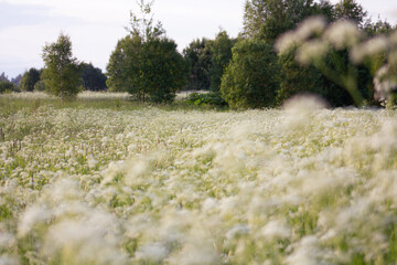 Countryside, wild field at sunset