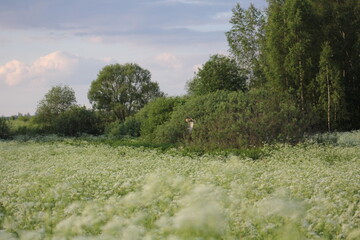 Countryside, wild field at sunset