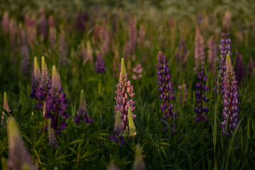 Countryside, wild field at sunset