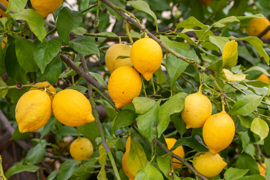 Yellow lemons on lemon tree
