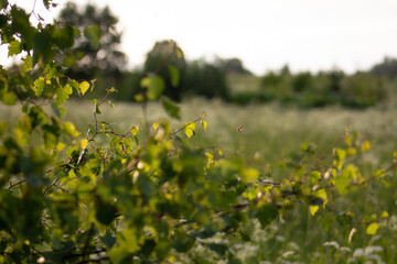 Countryside, wild field at sunset