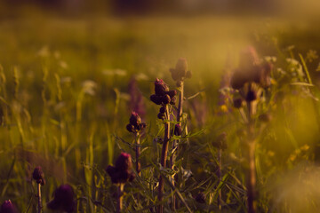 Countryside, wild field at sunset
