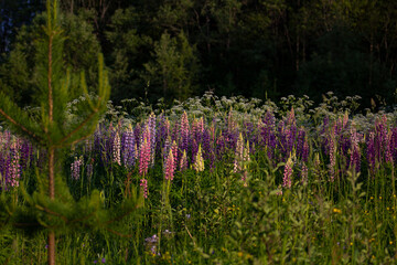 Countryside, wild field at sunset