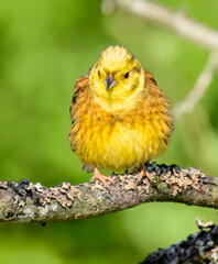 Goldammer (Emberiza citrinella)