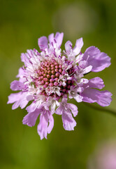 Inflorescence of sweet scabious. Scabiosa atropurpurea.