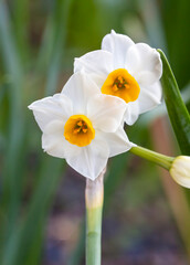 Fototapeta premium Beautiful white daffodils in a field. Karaburun,Izmir/Turkey. (Narcissus)