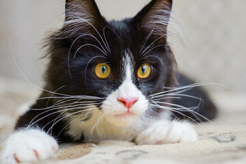 Black white maine coon kitten fluffy cute full-face closeup portrait