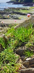 samphire on the coast