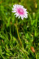 Obraz premium Crepis Rubra ( Pink Hawksbeard ) wild flower
