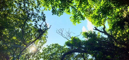 a view through the trees