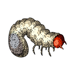 soil chafer hand drawn. grub lawn, silhouette garden, summer pest soil chafer vector sketch. isolated color illustration