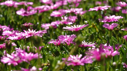 Fototapeta premium たくさんのマツバギク