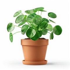 Fototapeta premium Chinese Money Plant (Pilea peperomioides) with pot