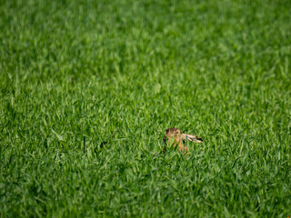 Feldhase (Lepus europaeus)
