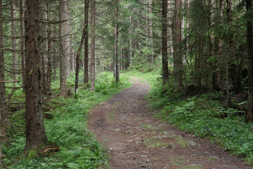 Fototapeta premium In the forest