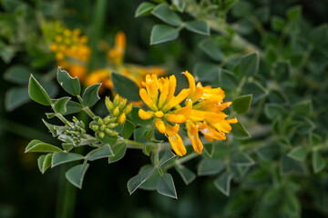 Medicago arborea is a species of flowering plant in the pea and bean family Fabaceae.