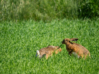 Feldhase (Lepus europaeus)